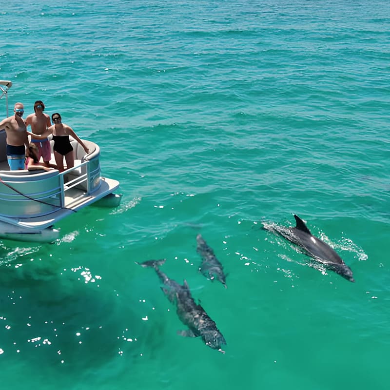 boat tours with dolphins and manatees