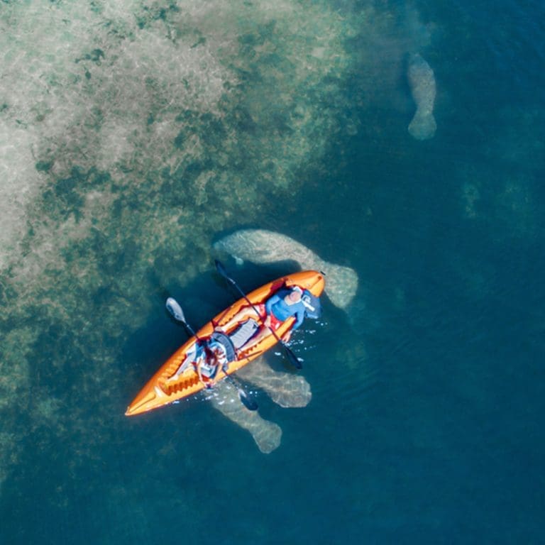 kayak and manatee aerial view